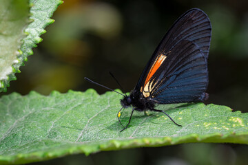 Butterfly perched on a tree leaf basking in the sun