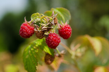 ripe raspberries on a branch with green leaves