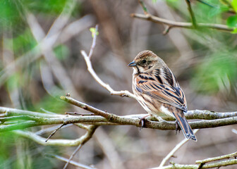 bird, sparrow, nature, wildlife, animal, branch, tree, small, brown, wild, green, beak, finch,...