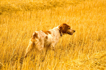 Hound dog on a cropped field