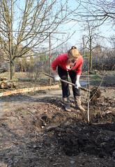 A young woman is planting a walnut seedling.