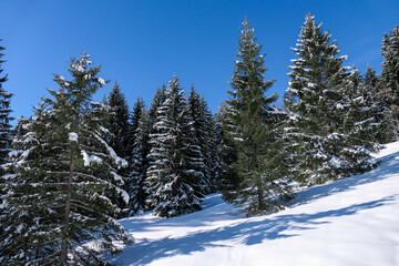 snow covered pine trees