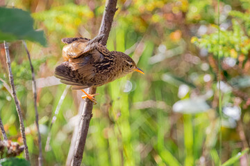 Sedge Wren (Cistothorus platensis) ready to jump from a tree branch in the paramo de Santa Rosa de Osos