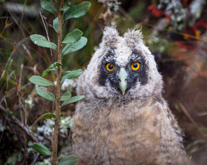 Retrato de un pichón de Stygian Owl (Asio stygius)