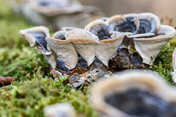 Champignon de souche au printemps accroché sur un tronc d'arbre
