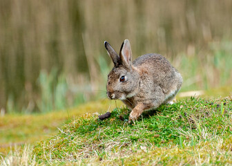 rabbit, bunny, animal, grass, wild, cute, mammal, hare, brown, ears, easter, wildlife, fur, nature, cottontail, green, field, furry, baby, rabbits, pet, spring, rodent
