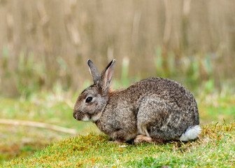 rabbit, bunny, animal, wild, grass, hare, cute, mammal, ears, brown, wildlife, easter, nature, fur, green, cottontail, field, rodent, furry, pet, baby, rabbits