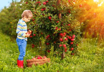 Adorable kid boy picking and eating red apples on organic farm, autumn outdoors. Funny little preschool child having fun with helping and harvesting.