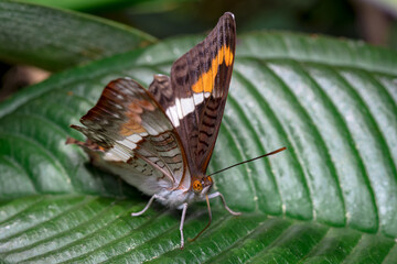 Colorful butterfly looking for food on some leaves