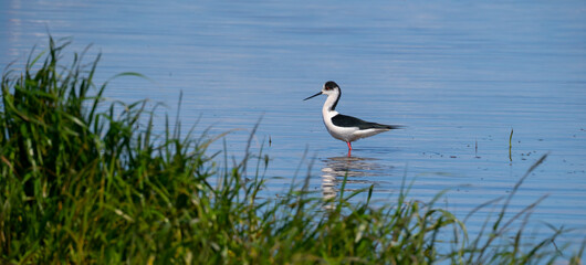 Long feet snipe looking for food in the Oristano lake

