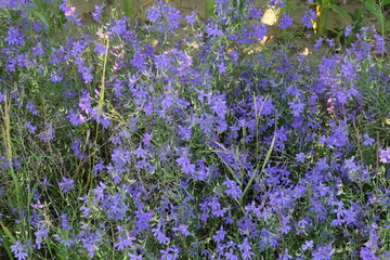 Forking Larkspur (Consolida Regalis). Small lilac wildflowers. Natural background.