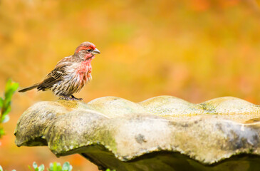 wet male house finch at edge of bird bath with copyspace