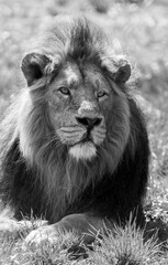 lion, animal, cat, mane, wildlife, wild, king, carnivore, predator, feline, mammal, leo, portrait, nature, safari, big, zoo, leader, fur, majestic, face, jungle, head