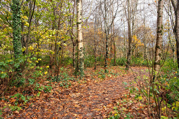 Footpath in autumn forest on a sunny day, Ireland