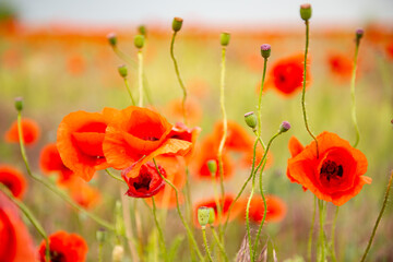 Beautiful poppy field with blooming red flowers, spring blooming background