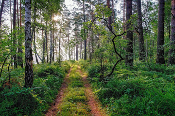 Obraz premium Road in the morning summer forest with trees, bushes and grass