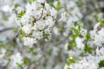 Branch of blossom sakura tree with white and flowers, beauty in nature, beautiful spring nature...