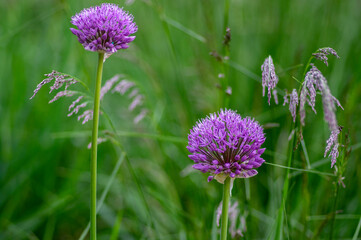 Fototapeta premium Allium hollandicum flowering springtime plant, group of purple persian ornamental onion flowers in bloom
