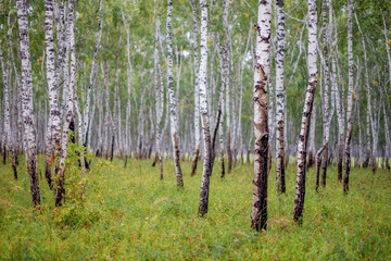Fototapeta premium A group of trees of thin trunks of birches in a grove during the rain in the bokeh