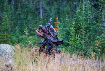 Rain in the taiga, a large stump and root against the background of fir trees with rain drops