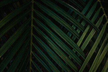 Tropical Palm leaves in the garden, Green leaves of tropical forest plant for nature pattern and background, People grow plants to make fences. color dark flat lay tone for input text