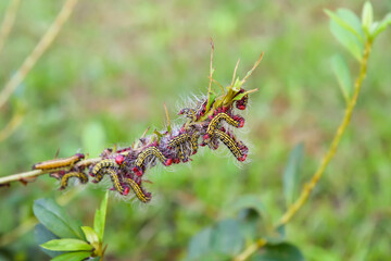 Azalea caterpillars stripping the leaves off an azalea shrub. When these hairy worms feel...