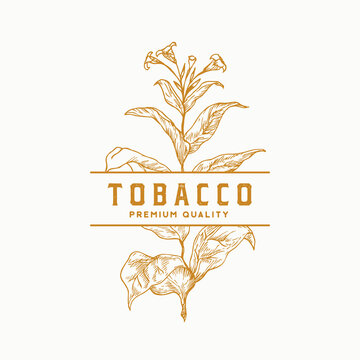 Premium Quality Tobacco Leaf Abstract Vector Sign, Symbol or Logo Template. Herb Branch Sillhouette with Retro Typography. Medicine Plant Emblem. Isolated