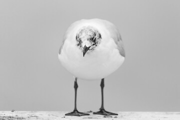 Möwe.