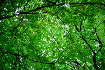 Fototapeta na wymiar Crown of trees in forest, bottom view. Branches with fresh green leaves, spring outdoor background