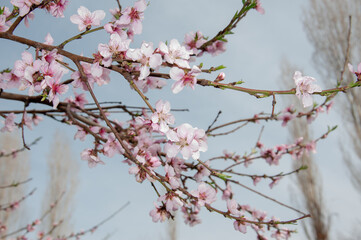 Beautiful spring pink peach flowers