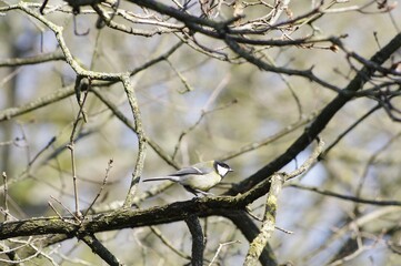 Mésange sur un arbre