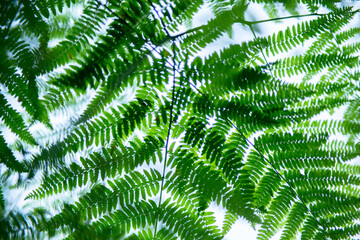 Fern growing in forest, summer nature outdoor