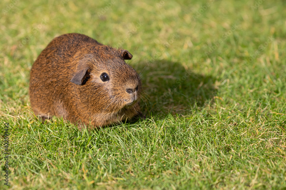 Canvas Prints guinea pig