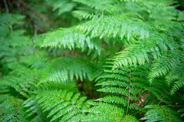 Fototapeta na wymiar Fern growing in forest, summer nature outdoor