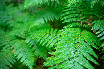 Fern growing in forest, summer nature outdoor