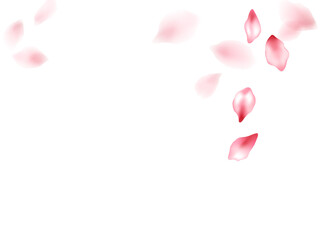 Pink sakura flower flying petals isolated on white vector background.