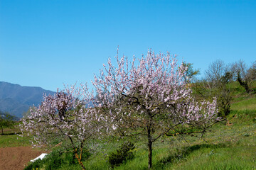 Naklejka premium Estallido de primavera