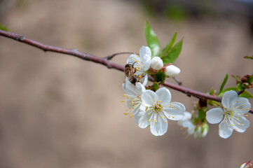 Spring. Bees collects nectar (pollen) from the white flowers of a flowering cherry on a blurred background of nature, a banner for the site. Panorama. Blurred space for text. Skinali.