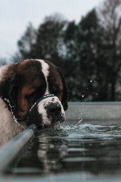 Dog splashing water from drinking 