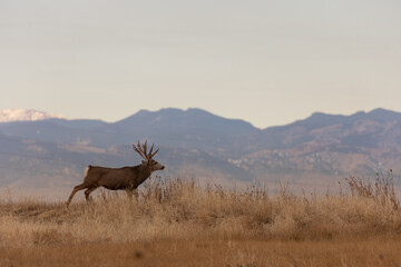 Naklejka premium Mule Deer Buck During the Fall Rut in Colorado