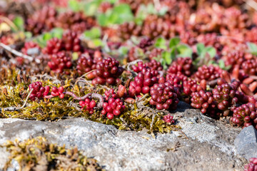Petite plante grasse en forme de bouquet de boules roses sur un tapis de mousse au printemps