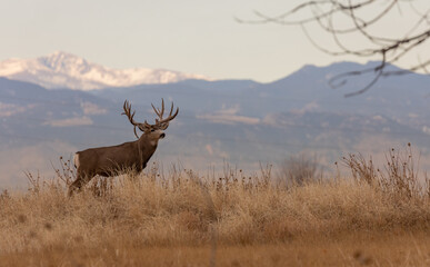 Mule Deer Buck During the Fall Rut in Colorado