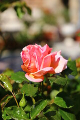 Rosas