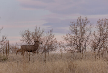 Mule Deer Buck During the Fall Rut in Colorado