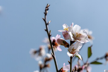 Buds on blooming almond tree branch close up with copy space