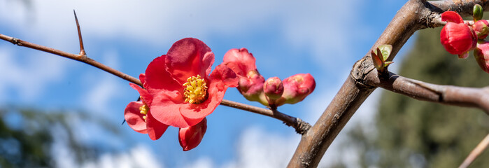 Panorama with a branch with red flowers of Japanese quince (Chaenomeles, beautiful quince) in early spring