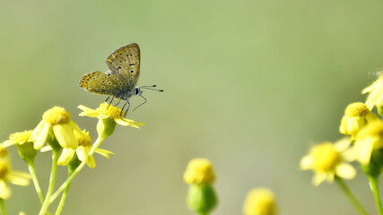 Small butterfly on a yellow flower outdoors on a sunny summer day, close-up, side view.