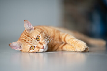 Cute funny red tabby kitten at home. Adorable young pet.