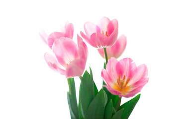 Obraz na płótnie Canvas Beautiful pink tulip flowers over white, soft focus. Spring blooming background
