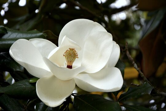 White Magnolia flower.